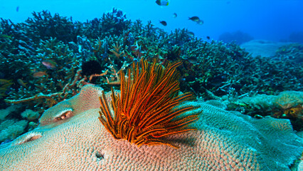 Obraz premium Underwater photo of a feather sea star. From a scuba dive in Bali, Indonesia, Asia.