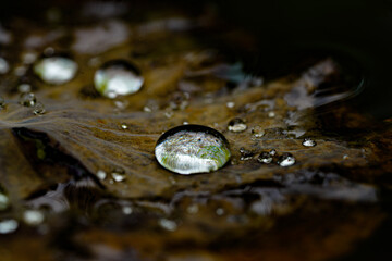 drops of dew on a leaf