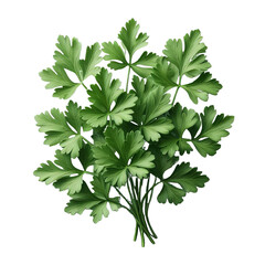 Parsley leaves in a closeup isolated on transparent background