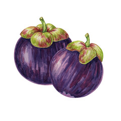 Two Purple mangosteen fruits of the tree tropical exotic Asian plant clipart. Garcinia mangostana watercolor illustration for sticker, label, food menu, cosmetic, beauty, scrapbooking, apparel