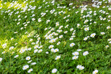 green meadow with daisy flowers