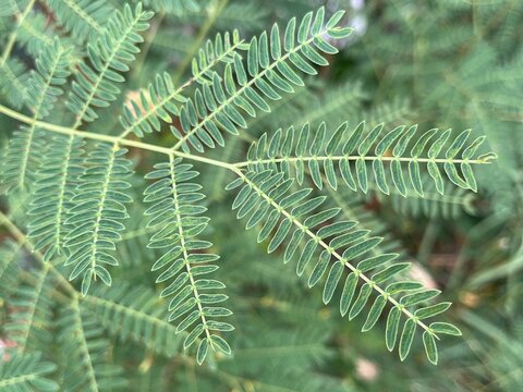 Green leaves of Leucaena leucocephala or river tamarind.