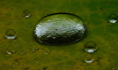 water drops on green leaf