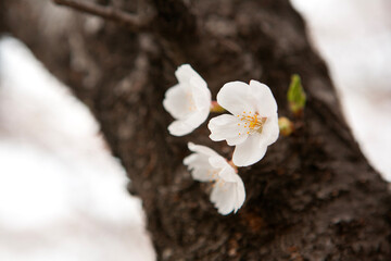 View of the cherry blossom in spring