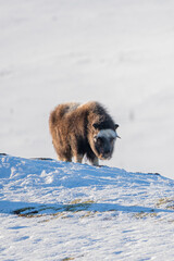 Beautiful vertical portrait of a baby muskox with orange tints from the sun on its fur over snowy mountains with bushes in a snowy landscape in Norway