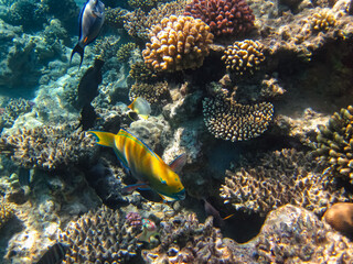 Many different beautiful fish in the coral reef of the Red Sea. Undersea world