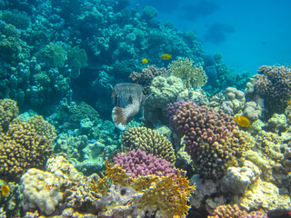 Many different beautiful fish in the coral reef of the Red Sea. Undersea world