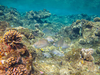 Naklejka na ściany i meble Many different beautiful fish in the coral reef of the Red Sea. Undersea world