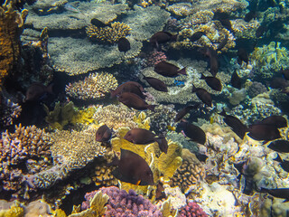 Many different beautiful fish in the coral reef of the Red Sea. Undersea world