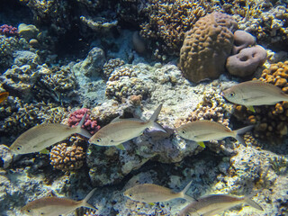 Many different beautiful fish in the coral reef of the Red Sea. Undersea world