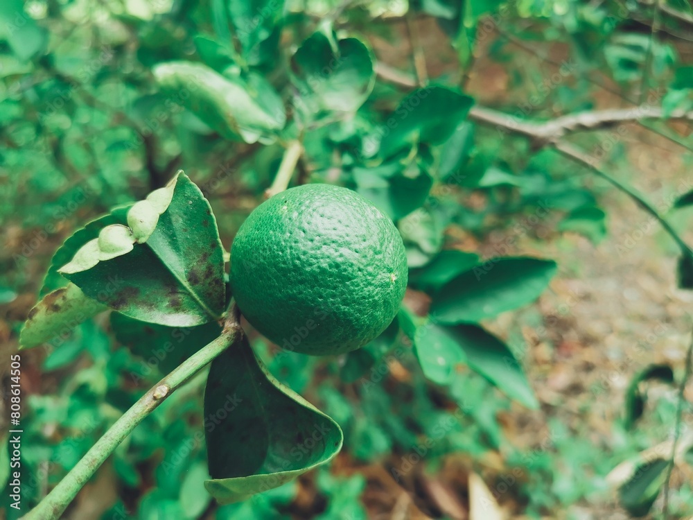 Poster lime with leaves on tree