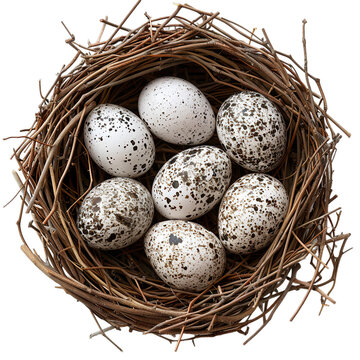 recommend clip art: Top view of Ibis eggs in a nest isolated on a white transparent background