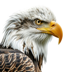 The American bald eagle is a bird of prey found in North America.