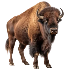 This magnificent bison stands tall on the open range