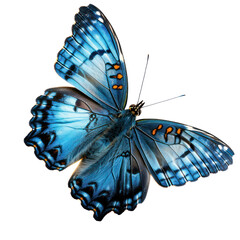 Blue Morpho Butterfly.