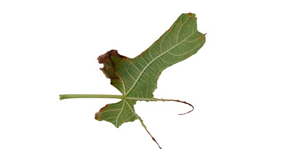 Obraz premium Fig leaves with Isolate Leaves on transparent background. Png file.