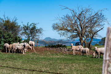 troupeau de moutons nous regardant sur une colline avec en arrière plan le volcan du puy de dôme au bord d'un chemin de randonnée par une belle journée d'été