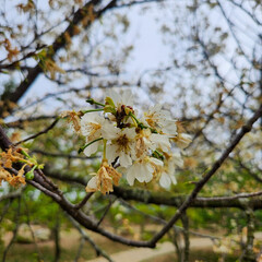  White petals of cherry blossom tree in Taipei Taiwan.