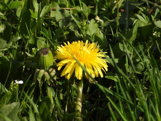 Dandelion – the first spring vitamin plant