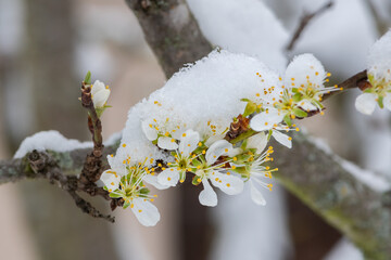 fleurs de cerisiers recouvertes de neige par une journée glaciale au printemps dans un petit...