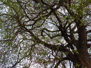 Fototapeta premium Branches with leaves of a weeping willow tree against a blue sky