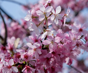 Fototapeta premium Pink petals of cherry blossom tree in Taipei Taiwan.