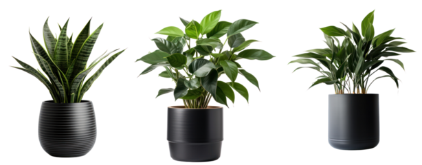 Three lush green plants in black pots sit side by side against a black background.