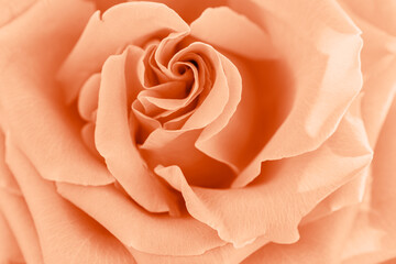 Close up peach fuzz rose with petals macro texture, top view beauty nature aesthetic background,...