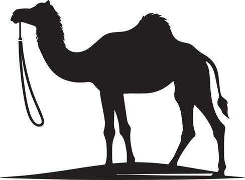 Arabian Camel -Targui camel -kharai camel silhoutte -Majaheem camel vactor image 