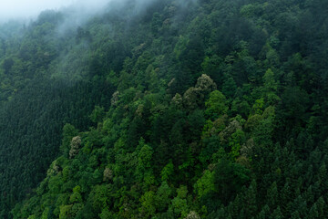 Aerial view of green forest landscape
