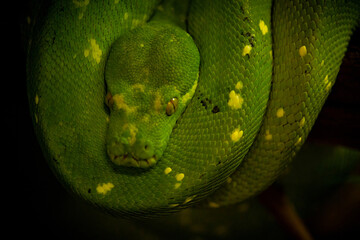 Portrait of an emerald boa, rainforest snake