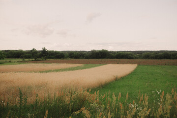 Landscape field with grass and trees on the horizon. Simple landscape. Solitude with nature. Suburb. Village. Eco farm
