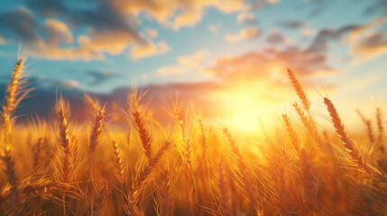 A field of golden wheat with a bright sun in the sky