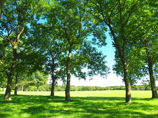 秋の立木と草原のある水元公園風景