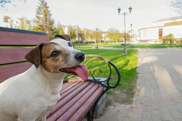 Dog. Jack Russell terrier. Pet. Funny dog sitting on a bench. The year of the dog.