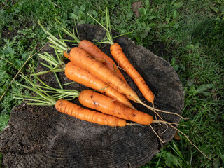 Close-up of a pile of big, ripe carrots on the wooden stump in home garden