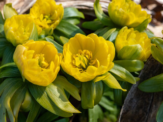 Macro shot of yellow winter aconite (Eranthis hyemalis) 'Flore Pleno', a variation with fully double yellow flowers, emerging from the ground in early spring in sunlight