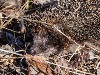 Close-up shot of the adult European hedgehog (Erinaceus europaeus) with focus on face and eye in spring awaken after winter. Beautiful animal and forest scenery