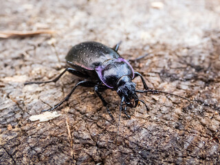Macro of the Bronze ground beetle or bronze carabid (Carabus nemoralis) - a large, black ground...