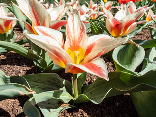 Close-up of vivid tulip Quebec. Bloom is creamy-white with a pastel rosy-red marking on the petals...