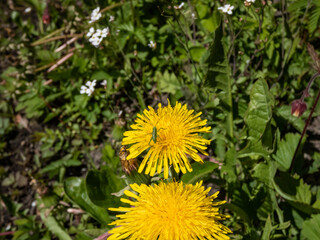 Macro shot of bright yellow dandelions (Lion's tooth) flowering in a meadow among vegetation