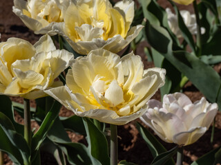Double early tulip 'Verona' blooming with large, soft, creamy yellow blossoms with double row of...