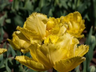 Tulip 'Exotic sun' with strap-like, grey-green leaves blooming with fringed, deep-yellow, double flowers in garden