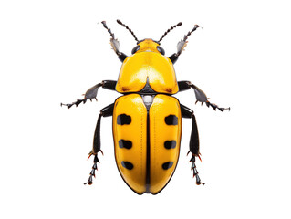 a yellow and black beetle