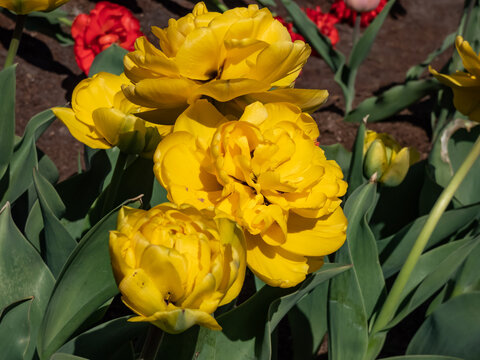 Double Darwin tulip 'Yellow pomponette' blooming with fully double, huge pom-pom like, bright sunshine-yellow flower in garden