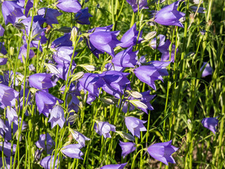 Group of the peach-leaved bellflower (Campanula persicifolia) flowering with cup-shaped lilac blue...