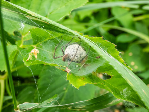 Macro shot of tiny spiderlings of Nursery web spider (Pisaura mirabilis) in the nest with young spiders and egg sac on a green plant with adult female spider next to it