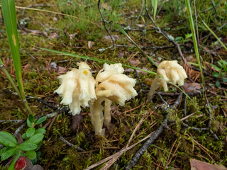 Close-up of the Dutchman's pipe, false beech-drops, pinesap or yellow bird's-nest (Monotropa hypopitys) growing in the forest