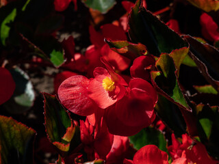 Begonia benariensis 'Big red with green leaf' flowering with showy, red flowers above the glossy foliage in bright sunlight in garden