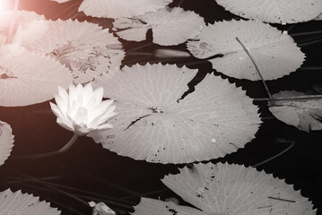 Infrared lotus photos Blooming in the pool
